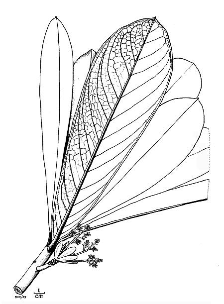 One of Stone's botanical drawings (from Stone, B.C. 1991. The genus Loheria Merrill (Myrsinaceae). 24(1): 65-80).